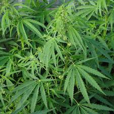 cannabisplante